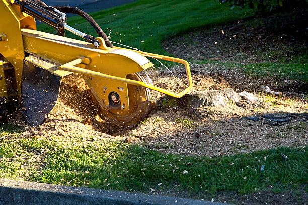 Best Storm Damage Tree Cleanup  in Vernal, UT